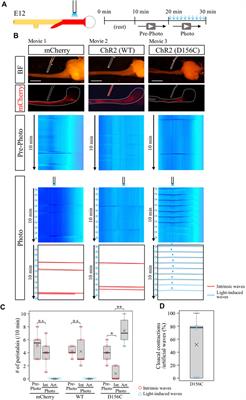 Optogenetic control of gut movements reveals peristaltic wave-mediated induction of cloacal contractions and reactivation of impaired gut motility